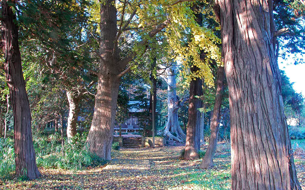 A forest of majestic Keyaki (Japanese Zelkova) trees, prized as the premium wood material for crafting high-quality Taiko drum bodies due to their density and beautiful grain.