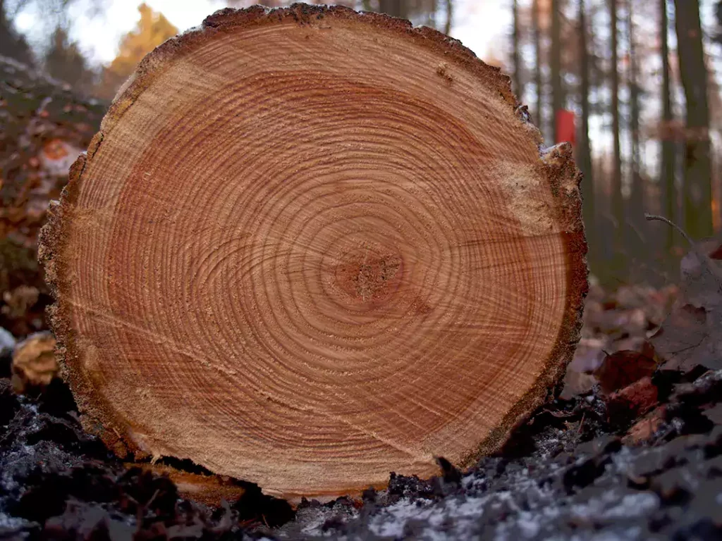 Close-up of a high-quality tree trunk cross-section with clear rings, showing the ideal raw material for carving a solid wood Taiko drum body.